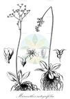 Micranthes integrifolia