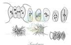 Scenedesmus