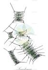 Scenedesmus
