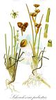 Scheuchzeria palustris
