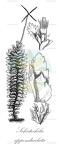Schistochila appendiculata
