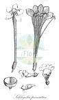 Schlegelia parasitica