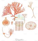 Gloiophloea