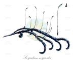 Scorpidium scorpioides