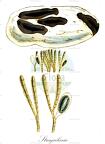 Stragularia