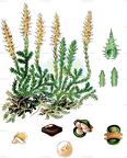 Selaginella selaginoides