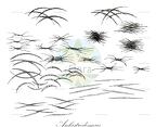 Ankistrodesmus