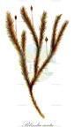 Blindia acuta