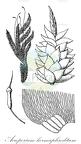 Acroporium hermaphroditum