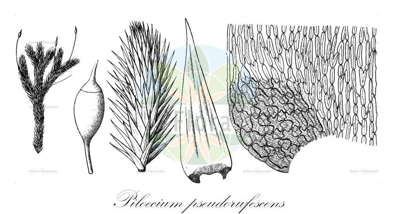 Piloecium pseudorufescens