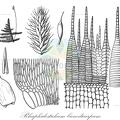 Rhaphidostichum bunodicarpum