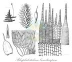 Rhaphidostichum bunodicarpum