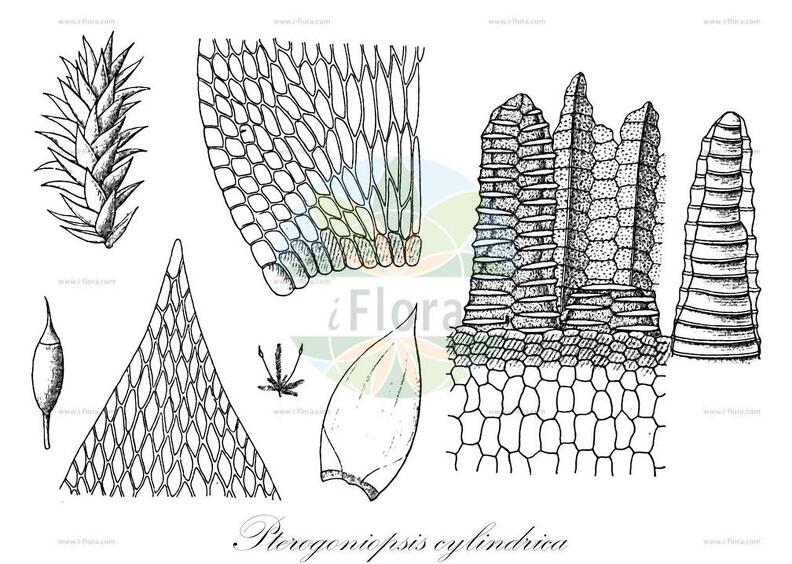 Pterogoniopsis cylindrica