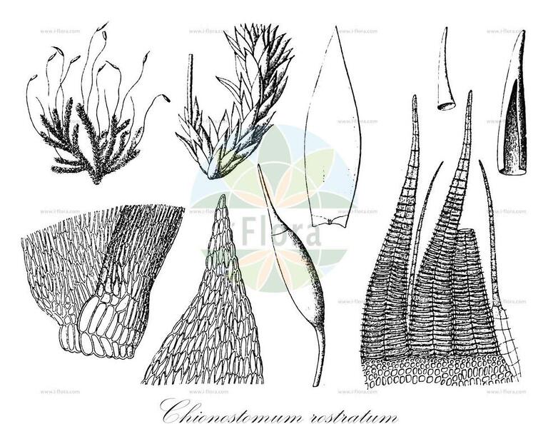 Chionostomum rostratum