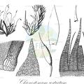 Chionostomum rostratum