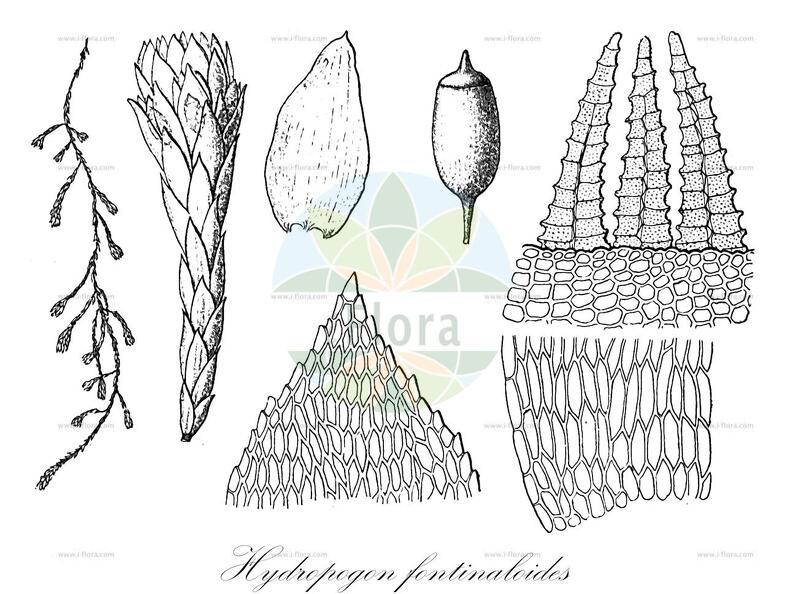 Hydropogon fontinaloides