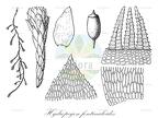 Hydropogon fontinaloides