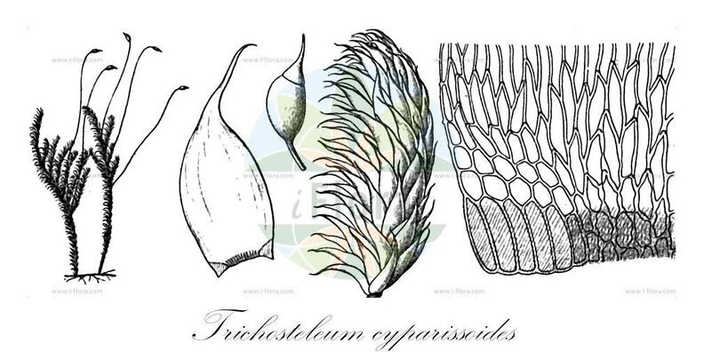 Trichosteleum cyparissoides