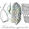 Trichosteleum cyparissoides