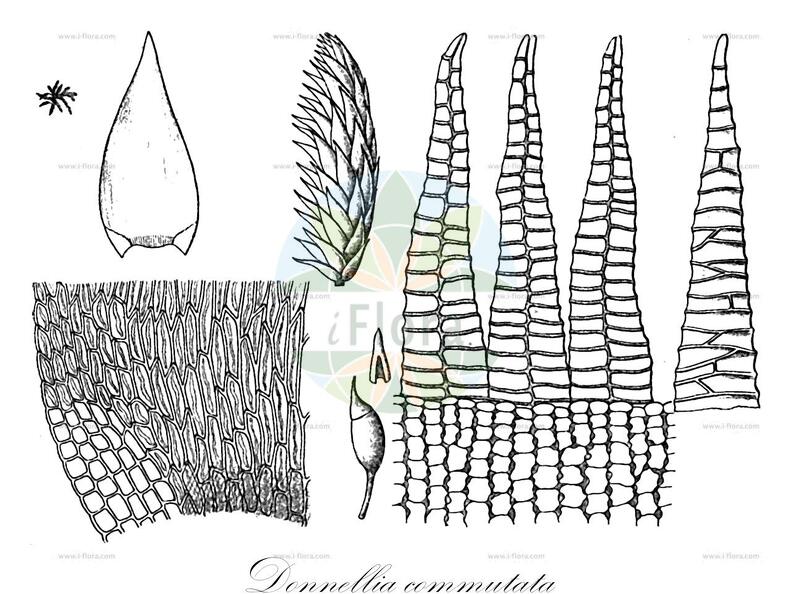 Donnellia commutata
