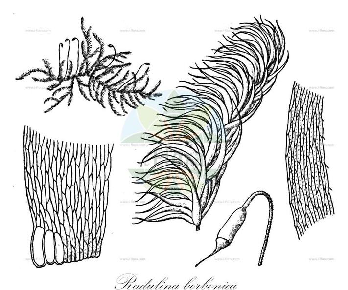 Radulina borbonica