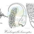 Warburgiella leucocytus