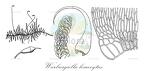 Warburgiella leucocytus