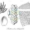Brittonodoxa lithophila