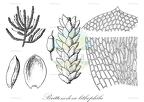 Brittonodoxa lithophila