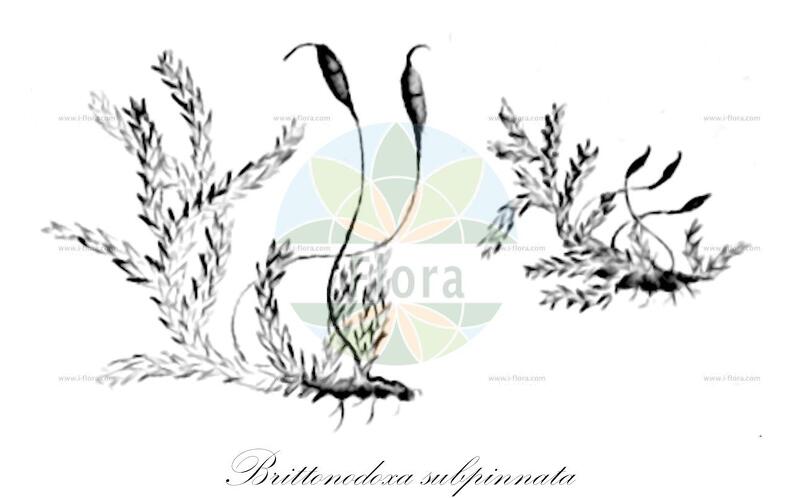 Brittonodoxa subpinnata