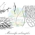 Microcalpe subsimplex