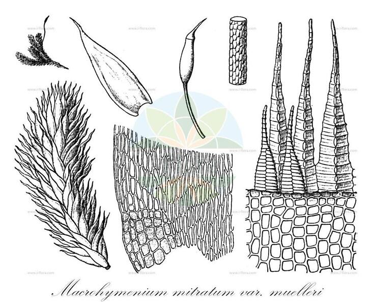 Macrohymenium mitratum var. muelleri
