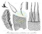 Macrohymenium mitratum var. muelleri