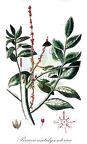 Brucea antidysenterica