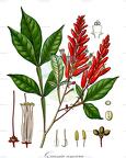 Quassia amara