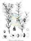 Simmondsia chinensis