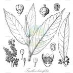 Ficalhoa laurifolia