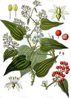 Smilax aspera