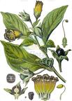 Atropa belladonna