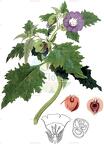 Nicandra physalodes