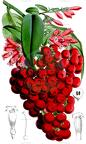 Cestrum elegans