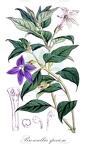 Browallia speciosa