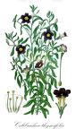Calibrachoa thymifolia