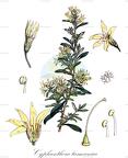 Cyphanthera tasmanica