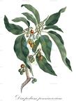 Discopodium penninervium