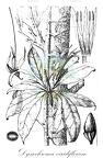 Dyssochroma viridiflorum