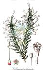 Fabiana imbricata