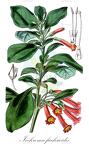 Iochroma fuchsioides