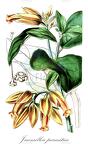 Juanulloa parasitica