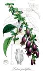 Latua pubiflora